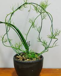 Image result for Bowiea volubilis