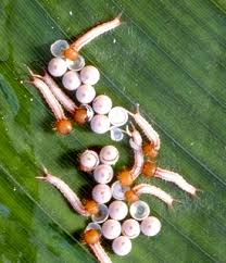 Ausflug Zur Schmetterlingsausstellung In Den Botanischen Garten Munchen Collegium2000
