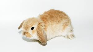 The mini lop has a short and compact body. Dwarf Lop And Mini Lop Rabbit Burke S Backyard