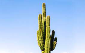 Ideally, use thawed or rainwater. Guide To Saguaro Cactus How To Grow Care For Carnegiea Gigantea