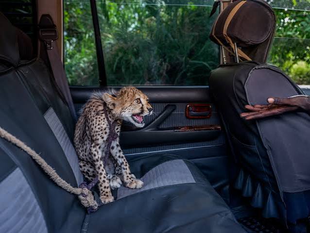 How trafficked cheetah cubs move from the wild and into your Instagram feed | National Geographic