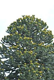 Image result for Arauk rie Araucaria