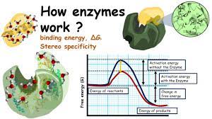 How Enzymes Work?( Lowering Of Activation Energy By Enzymes And Binding  Energy) - Youtube