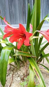 アマリリス 植物図鑑 エバーグリーン