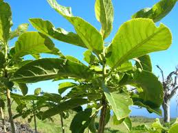 Image result for Erythrococca kirkii