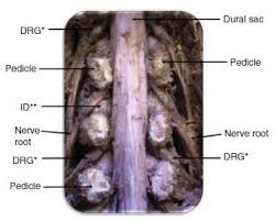 Scielo Brasil Anatomical Study On The Relationship Between The Dorsal Root Ganglion And The Intervertebral Disc In The Lumbar Spine Anatomical Study On The Relationship Between The Dorsal Root