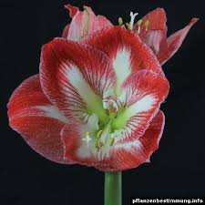 Image result for Hippeastrum sp. cultivars