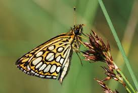 Image result for Heteropterus morpheus