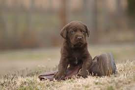 In memphis, tn, save precious time and effort by finding nearby land for sale, see property details, photos and more.memphis realtors are here to offer detailed information about vacant lots for sale and help you make an informed. Top Quality Labrador Retrievers Breed In Tn And Ms