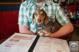 Pet parents wish to bring their dogs along for the fun, both to ease the dog's anxieties about are you interested in finding a dog friendly restaurant near you? Restaurant Near Me Dog Friendly