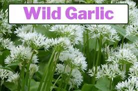 How to get rid of wild garlic in your garden. Weeds That Look Like Grass Identification Guide Gfl Outdoors