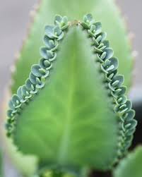 32 33 34 Thats A Whole Lotta Kalanchoes Kalanchoe Laetivirens Aka One Plant Is A Lifetime Supply For You And Everyone Cactos E Suculentas Suculentas Cactos