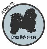 Despite various opinions that remain about the real origin of bichon breed dogs, the havanese dogs from bichon breed were good mates to the spanish colonists in cuba and held in high esteem for its dignity. Havanese Breeders In Minnesota Havanese Puppies For Sale Mn