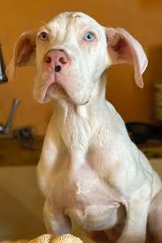 Mar 23, 2021 · browse thru great dane puppies for sale near colorado springs, colorado, usa area listings on puppyfinder.com to find your perfect puppy. 7 Adorable Puppies To Adopt Now In Dallas