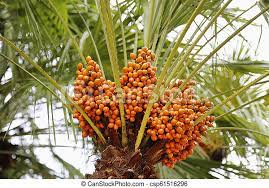 Date palm in montenegro fruit on the palm tree stock footage. Palm Tree With Bright Orange Fruits Clode Up Canstock