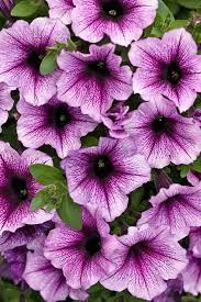Petunias A Guide To Planting Growing Petunia Flowers Garden Design
