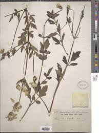 Image result for Clematis villosa