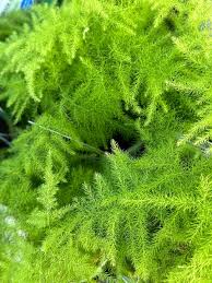 Image result for Asparagus pendulus