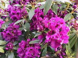 Rhododendron Purple Splendour Plants Rhododendron Garden
