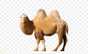 Two large humps on the back and lifted front leg. Bactrian Camel Dromedary Clip Art Png 1600x1000px Bactrian Camel Arabian Camel Camel Camel Like Mammal Dromedary