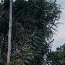 Image result for Eremospatha haullevilleana