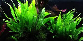 Perawatannya yang mudah akan sangat menguntungkan anda. Rekomendasi 7 Jenis Tanaman Aquascape Agar Semakin Cantik Pintarpet