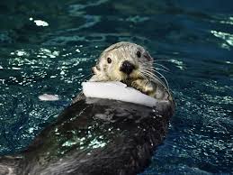 ラッコ（海獺、enhydra lutris）は、食肉目 イタチ科ラッコ属に分類される哺乳類 11。現生種では本種のみでラッコ属を構成する 4。 北アメリカ大陸から千島列島の沿岸にかけて棲息。 毛皮を採取するため乱獲され、日本では20世紀初頭にいったん絶滅した。 ã‚«ãƒ¡ãƒ©ç›®ç·šã®ãƒ'ã‚¿ å¤§é˜ªãƒ™ã‚¤çµŒæ¸ˆæ–°èž