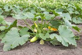 Check spelling or type a new query. Zucchini Spacing Give Them Room To Spread