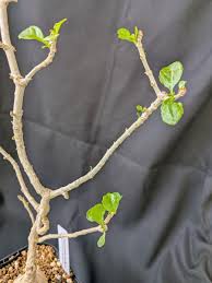 Image result for Hymenodictyon parvifolium