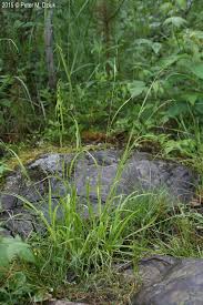 Image result for Oxyrhachis gracillima