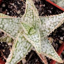Image result for Aloe welwitschii