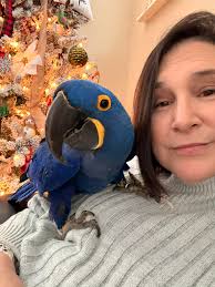 Behold: a holiday glamour shot of Coby, the high-end limited-edition,  saphire plumed party pigeon who is trying very hard to stay