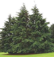 Canadian Hemlock Knowledgebase Johnson S Nursery