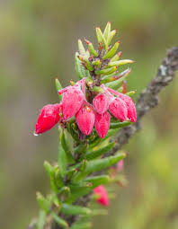 Image result for Agarista