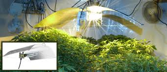 Under the green light summary is updating. 5 Essential Tips For Maximizing Light In Your Grow Room Cannaconnection Com