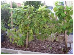 Und wenn er gelingt, schaffen sie damit nicht nur ein idyllisches, südländisches flair, sondern belohnen sich obendrein mit der leckeren ernte. Wein Im Garten Im August Wein Im Sommer