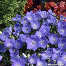 Rapido Blue Bellflower Spring Plants Perennials Bellflower
