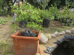 Image result for Grewia holstii