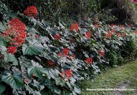 Image result for Clerodendrum silvanum
