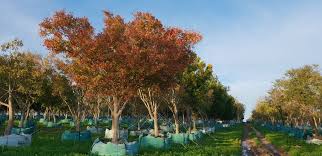 Image result for Combretum erythrophyllum