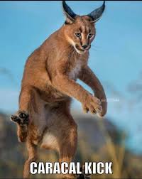 How does a caracal survive? Big Floppa One Of The Most Dangerous Martial Arts In The Facebook