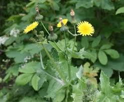 Image result for Sonchus schweinfurthii
