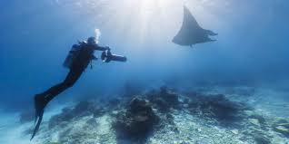 Google is bringing the beauty of the underwater world to its 'street view' in google maps. Street View Treks Great Barrier Reef About Google Maps