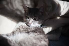 Since teeth grinding is often associated with severe pain, treatment will include pain management as well as identifying and treating the underlying issue. Watch Out For Teeth Grinding In Cats It S A Subtle Sign There S Trouble