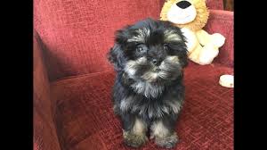 Shih poo coats can either be curly like that of the parent poodle dog or comprise straight hair like those found on the shih tzu. Shihpoo Or Shih Tzu Poodle Pups For Sale In Ocala Florida Youtube