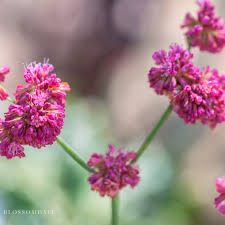 Image result for Eriospermum roseum