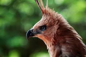 Maybe you would like to learn more about one of these? Indonesia Go Id Kembalinya Satwa Elang Jawa Simbol Garuda