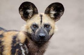 Each dog has its very own unique. What Is An African Wild Dog Answered Twinkl Teaching Wiki