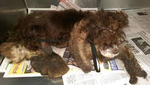 Abandoned Dog Gets The Transformation Of A Lifetime When 6 Pounds Of Mats Are Removed - Asset Pharmacy