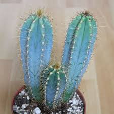 Pilosocereus Pachycladus Cactus Cactus Plants Cactus Names